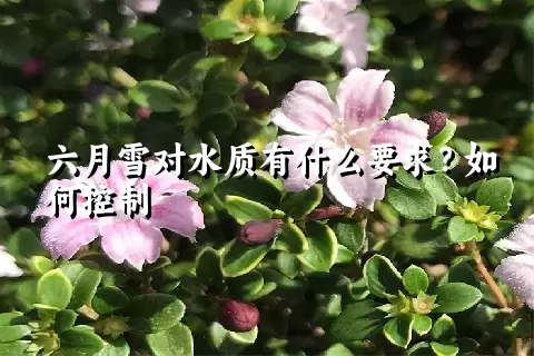 六月雪对水质有什么要求？如何控制