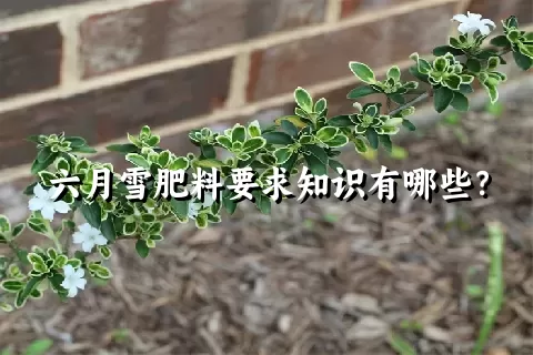 六月雪肥料要求知识有哪些？