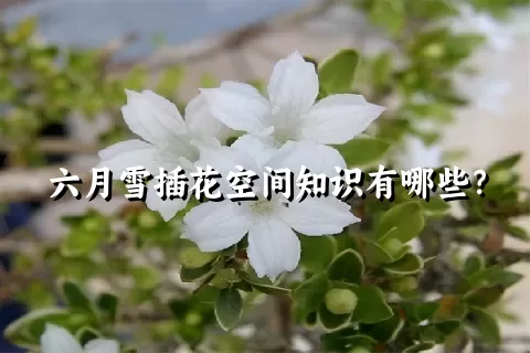 六月雪插花空间知识有哪些？