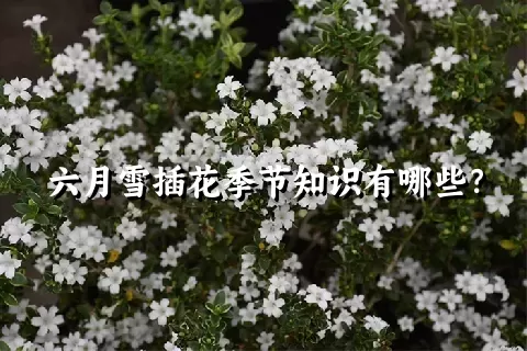 六月雪插花季节知识有哪些？