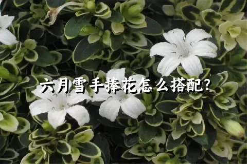 六月雪手捧花怎么搭配？