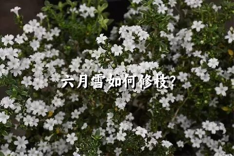 六月雪如何修枝？