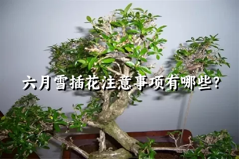 六月雪插花注意事项有哪些？