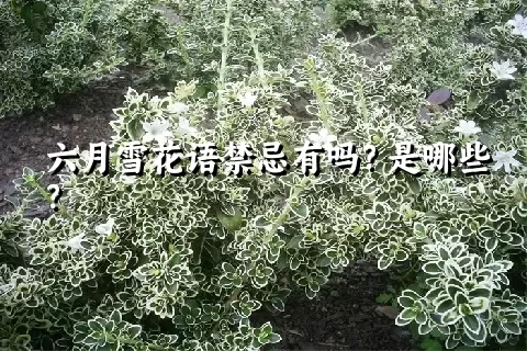 六月雪花语禁忌有吗？是哪些？