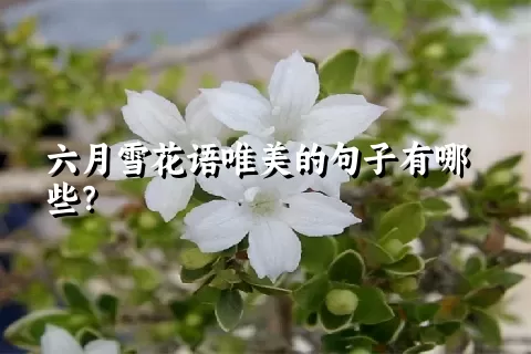 六月雪花语唯美的句子有哪些？