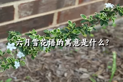 六月雪花语的寓意是什么？