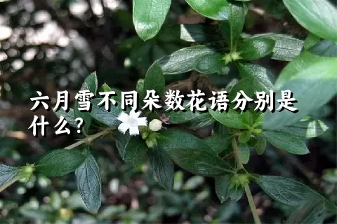 六月雪不同朵数花语分别是什么？