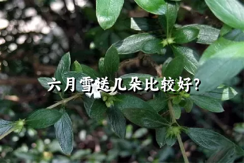 六月雪送几朵比较好？