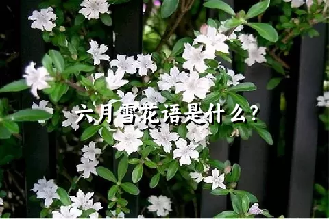 六月雪花语是什么？