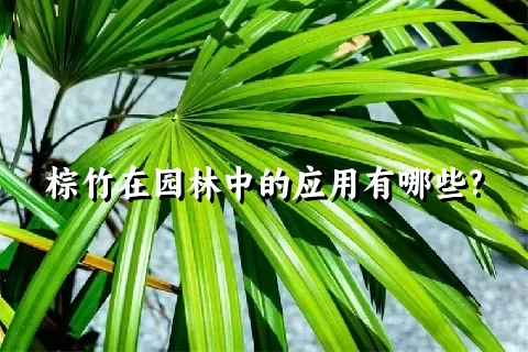 棕竹在园林中的应用有哪些?