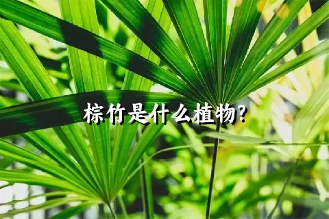 棕竹是什么植物?