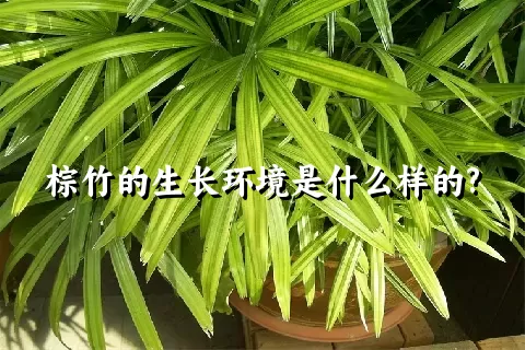 棕竹的生长环境是什么样的?