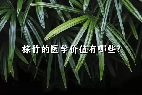 棕竹的医学价值有哪些?