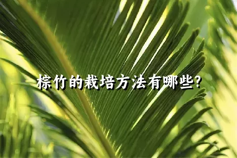 棕竹的栽培方法有哪些?