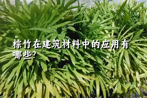 棕竹在建筑材料中的应用有哪些?