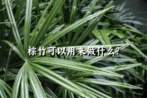 棕竹可以用来做什么?