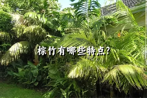 棕竹有哪些特点?