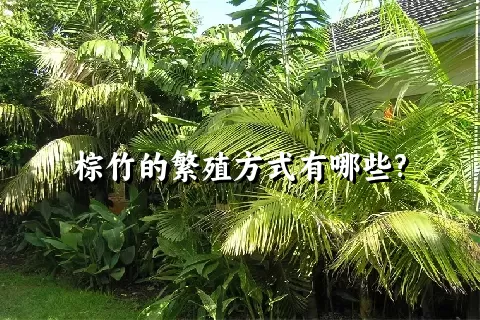 棕竹的繁殖方式有哪些?