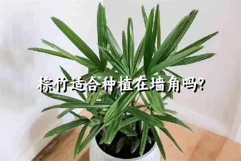 棕竹适合种植在墙角吗?