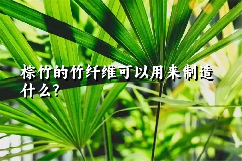 棕竹的竹纤维可以用来制造什么?