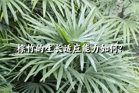 棕竹的生长适应能力如何?