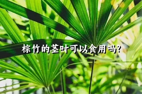 棕竹的茎叶可以食用吗?