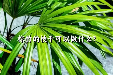 棕竹的枝干可以做什么?