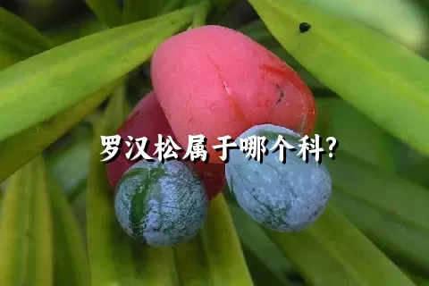 罗汉松属于哪个科?