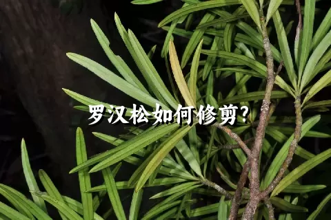 罗汉松如何修剪?