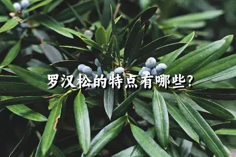 罗汉松的特点有哪些?