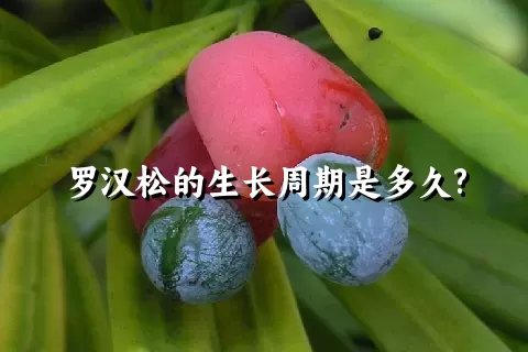 罗汉松的生长周期是多久?