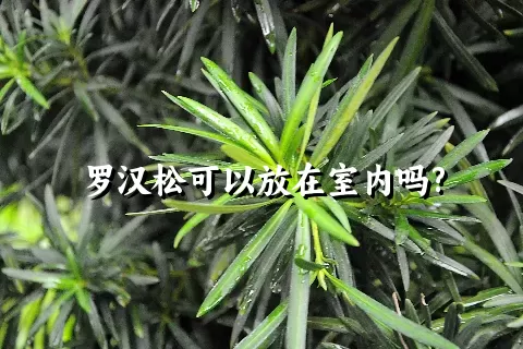 罗汉松可以放在室内吗?