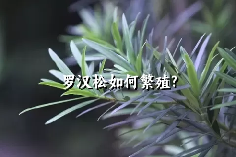 罗汉松如何繁殖?