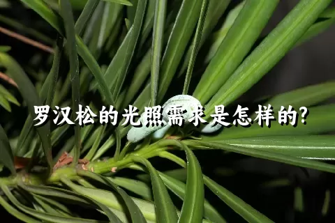 罗汉松的光照需求是怎样的?