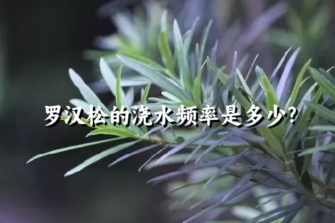 罗汉松的浇水频率是多少?