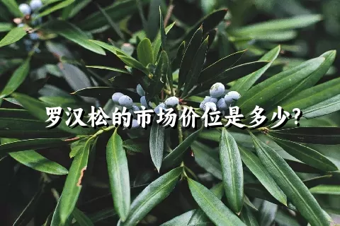 罗汉松的市场价位是多少?