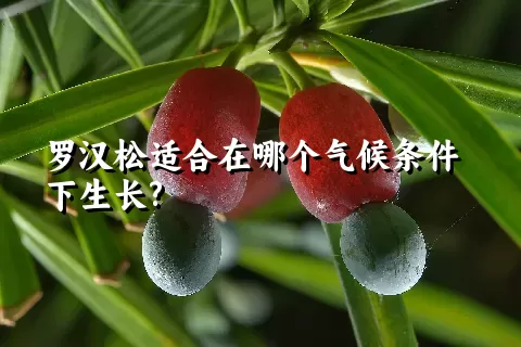 罗汉松适合在哪个气候条件下生长?