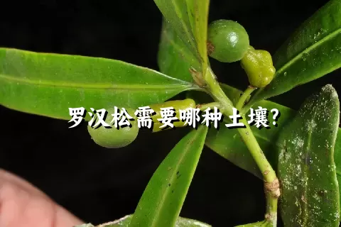 罗汉松需要哪种土壤?