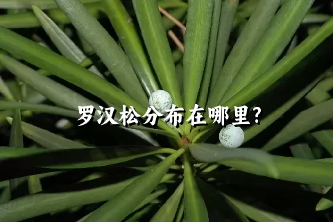 罗汉松分布在哪里?