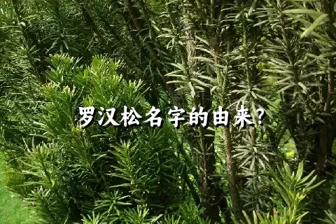 罗汉松名字的由来？