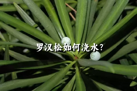 罗汉松如何浇水？