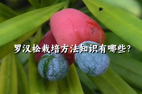 罗汉松栽培方法知识有哪些？