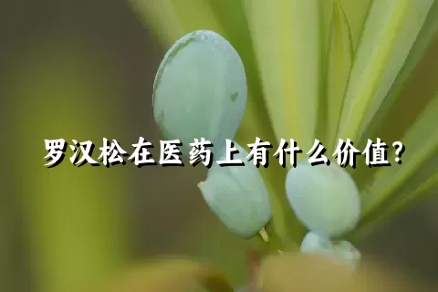 罗汉松在医药上有什么价值？