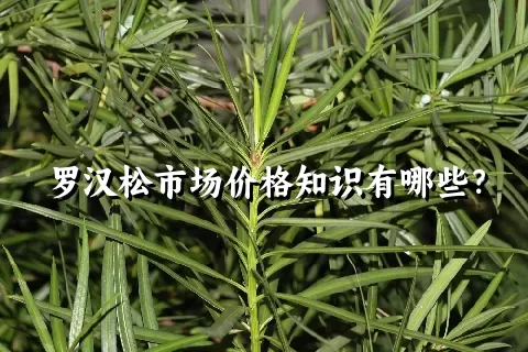 罗汉松市场价格知识有哪些？