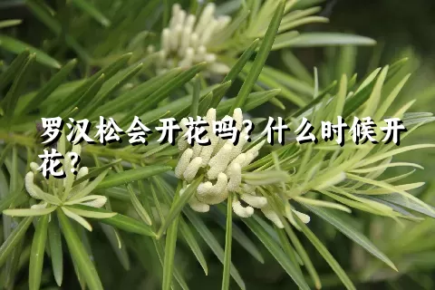 罗汉松会开花吗？什么时候开花？