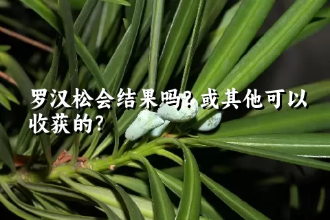 罗汉松会结果吗？或其他可以收获的？