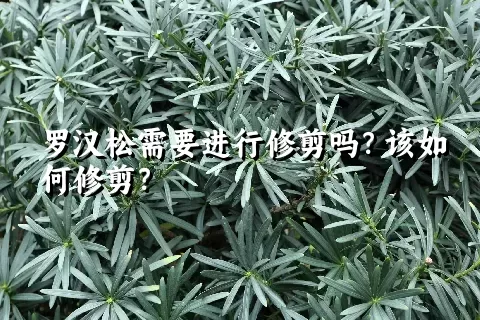 罗汉松需要进行修剪吗？该如何修剪？