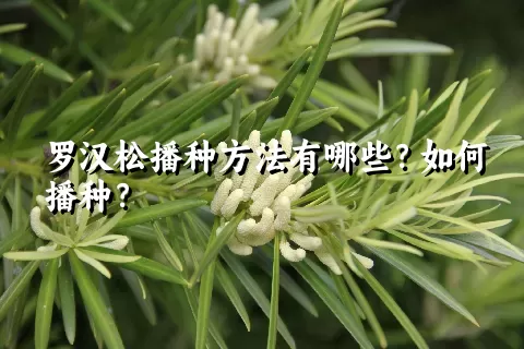 罗汉松播种方法有哪些？如何播种？