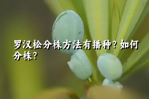 罗汉松分株方法有播种？如何分株？