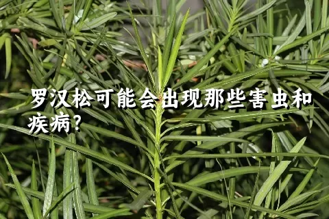 罗汉松可能会出现那些害虫和疾病？